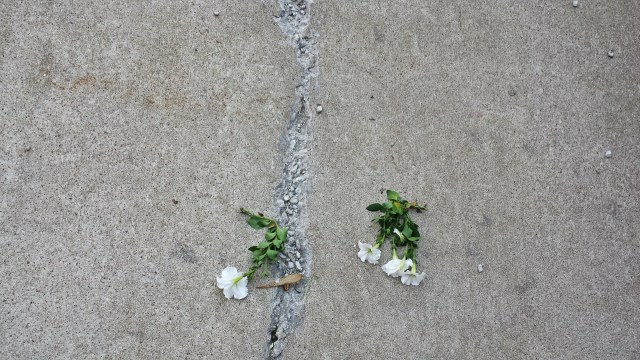 20140714_flowers